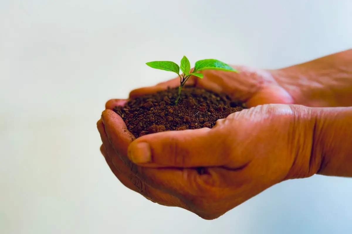 Cupped hands holding soil with a young green seedling growing from it