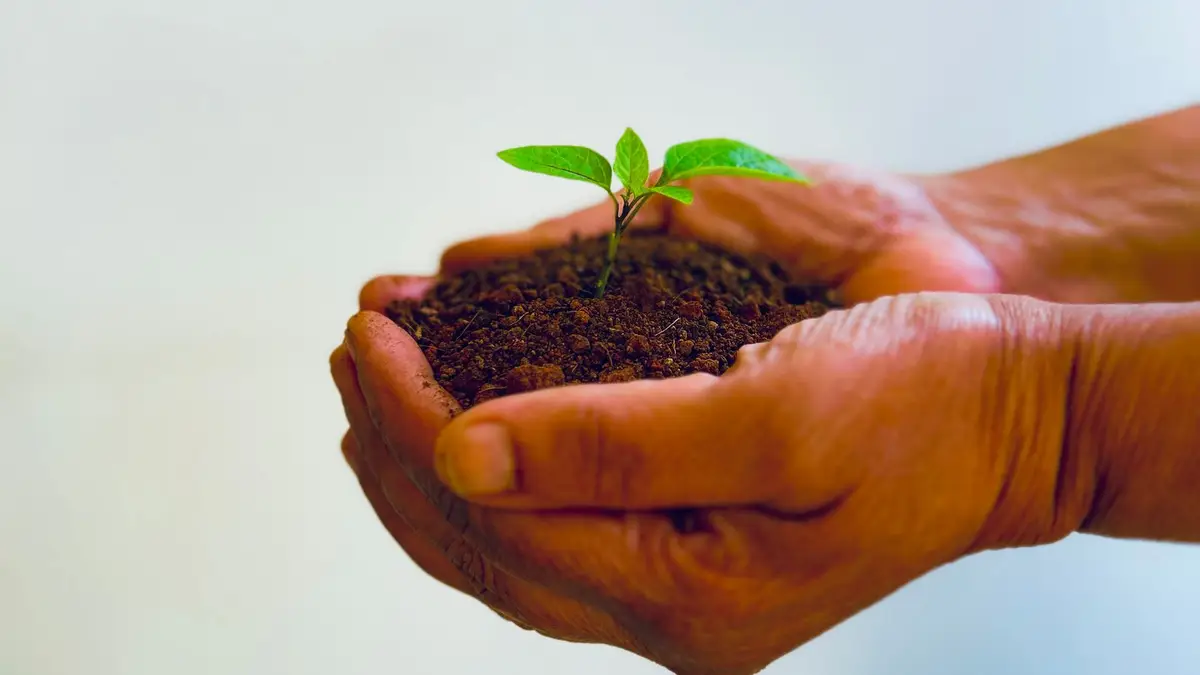Cupped hands holding soil with a young green seedling growing from it